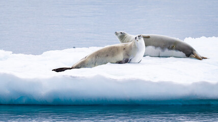 Images from Antartica © Ruzdi