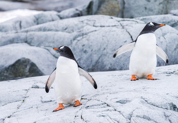Obraz premium Images from Antartica