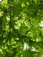 green leaves background