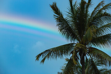 Fototapeta na wymiar palm trees against the sky. high quality photo