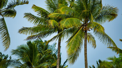 Fototapeta na wymiar palm trees against the sky. high quality photo