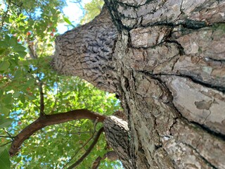 tree trunk with leaves