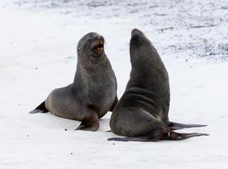 Fototapeta premium Images from Antartica