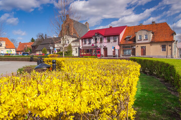 Poland, Wielkopolska, Pobiedziska, Market Square, Forsythia in Bloom, Statue, st. Martin Church