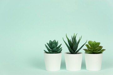Three potted plants succulents and aloe stand on a table
