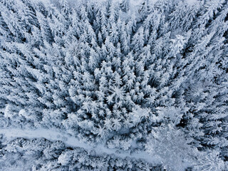 Schwarzwald