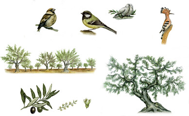 illustrations of olive tree (olea europea) with branch with olives and branch of flowers, green olives, flowers and doves 