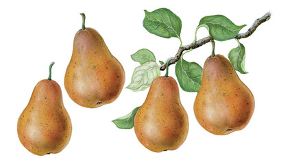 illusration of a branch of Kaiser pear (Pyrus communis 'Bosc') with fruits and leaves and two pears. Botanic watercolor hand drawn on white 