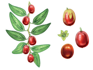  Illustration of jujube (ziziphus jujuba) plant with a branch with berries and leaves. Botanic watercolor hand drawn on white.

