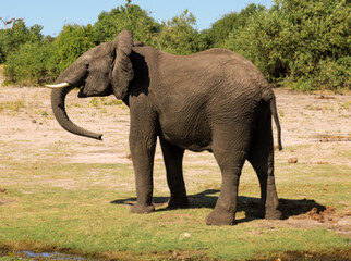 Elefante posando en parque nacional Chobe.