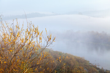 Fototapeta na wymiar Golden willow tree near the Stryi river, mountains in deep fog. Ukraine, Carpathians.