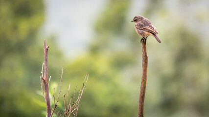 Bird - Richer brown Nilgiri pipit 