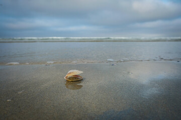 Un coquillage sur la plage.