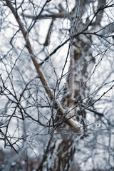 Close up on winter tree branches, naked of leaves and with white foggy winter background, shallow depth of field