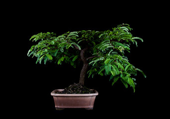 Exquisite Miniature Bonsai Tree - A Captivating Symbol of Nature's Artistry and Serene Beauty, Perfect for Zen Gardens, Home Decor, and Botanical Enthusiasts