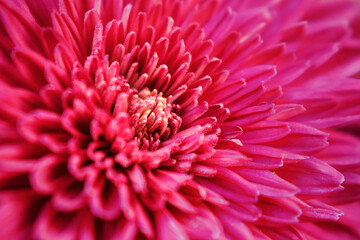 Macro shot of a pink colored flower with yellow pollens