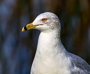 Neck and head shot of Ring-billed gull in breeding colors with mottled background.