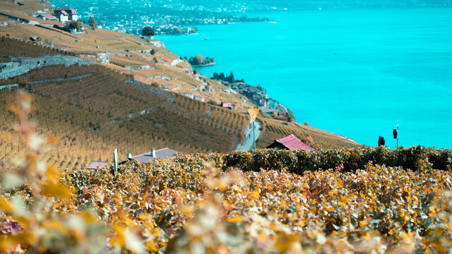Paysage suisse, lac l&eacute;man et vignes