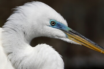 Great egret in breeding colors with it's bright blue lore.