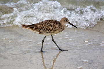 A brownish Willet from the sandpipers family walking the beach with waves breaking in the background.