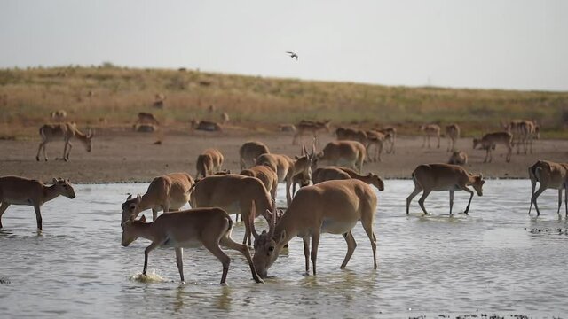 Saigas at a watering place drink water and bathe during strong heat and drought. Saiga tatarica is listed in the Red Book, Chyornye Zemli (Black Lands) Nature Reserve, Kalmykia region, Russia.