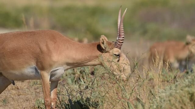 Horned male saiga eating grass. Saiga tatarica is listed in the Red Book, Chyornye Zemli (Black Lands) Nature Reserve, Kalmykia region, Russia.