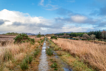 Fototapeta na wymiar The way to Tullyard wood by Ardara in County Donegal - Ireland