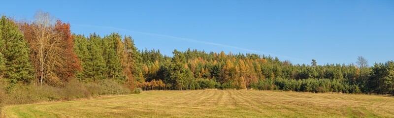 panorama of mixed forest next to a meadow in autumn on sunny day