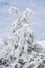Frozen coniferous tree, Low Tatras mountains, Slovakia, natural scene