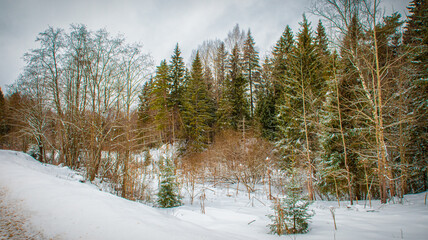 Russian winter forest in the month of December, spruce, bushes on in the snow