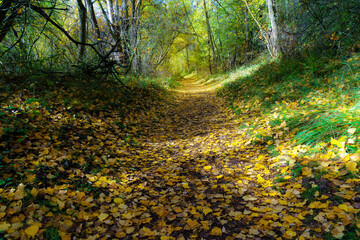 Autumn landscape. Path in the forest with lights and shadows. Carpet of fallen leaves and magical and enchanted forest.
