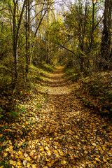 Autumn landscape. Path in the forest with lights and shadows. Carpet of fallen leaves and magical and enchanted forest.
