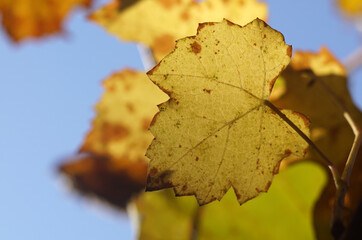 Yellow grape leaves lit by autumn sunshine