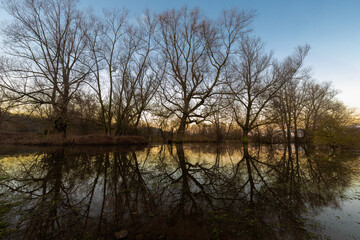 Fototapeta na wymiar Floods of the river Meuse during winter time in the national park Eijsder Beemden (english: Eijsder Beemden) near Maastricht, which gives wonderful reflections of the trees during sunset.