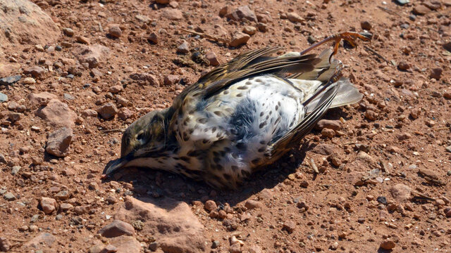 A dead bird lying on the ground