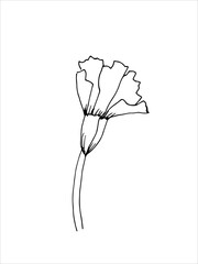 carnation flower. The original version. Doodle. Black and white image. Minimalism.