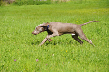 Weimaraner Vorstehhund rennt über Wiese
