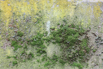 old concrete wall covered with moss for background