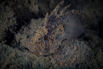  Scorpionfish close up detail portrait