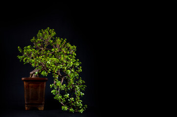 Exquisite Miniature Bonsai Tree - A Captivating Symbol of Nature's Artistry and Serene Beauty, Perfect for Zen Gardens, Home Decor, and Botanical Enthusiasts