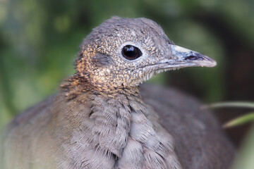 Kopf vom Grausteißtinamu aus Brasilien, Tinamus solitarius