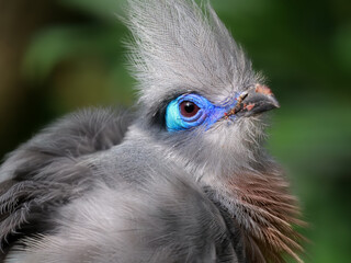 Fototapeta premium Hauben-Seidenkuckuck, endemisch auf madagaskar, portrait mit grünem hintergrund, Coua cristata