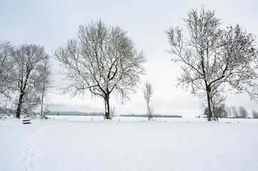 Fototapeta na wymiar Allee im Schnee