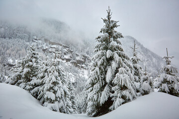 Snowy forests in the mountains