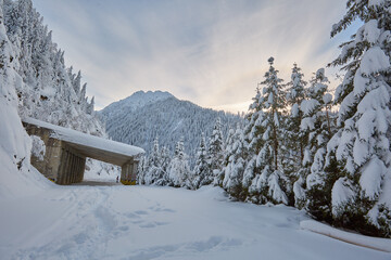 Road through the forest in the winter