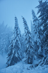 Snowy forests in the mountains