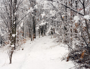 I accompany the acacias to the path of the acacias park and today the first snow came