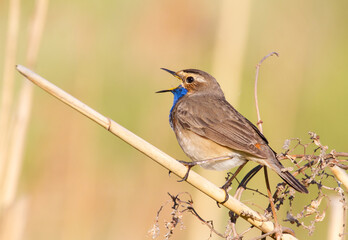 Bluethroat, Luscinia svecica. The male bird sits on a cane stalk and sings