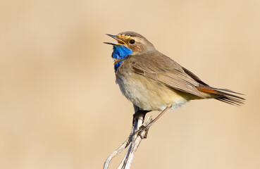 Bluethroat, Luscinia svecica. The male bird sits on the stem of the plant and sings