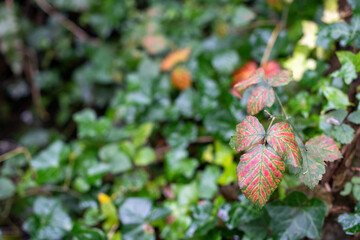 red and yellow leaves